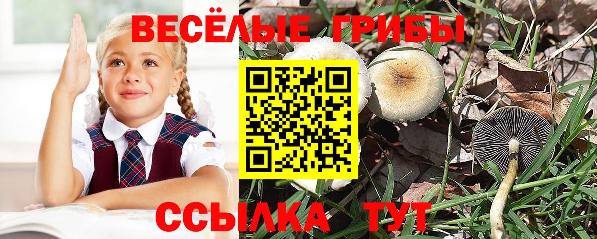 Псилоцибиновые грибы мицелий Химки